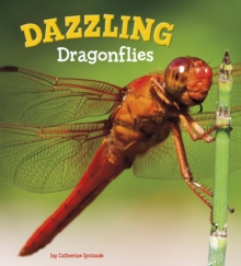 Image for Dazzling dragonflies