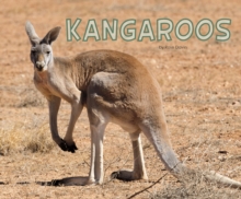 Image for Kangaroos
