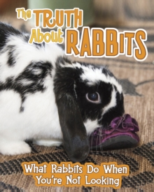 Image for The truth about rabbits  : what rabbits do when you're not looking