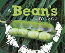 Image for A bean's life cycle