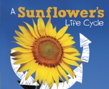 Image for A sunflower's life cycle