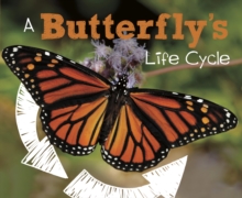 Image for A butterfly's life cycle
