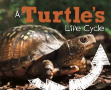 Image for A Turtle's Life Cycle