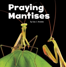 Image for Praying mantises