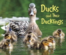 Image for Ducks and their ducklings