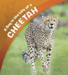 Image for A day in the life of a cheetah