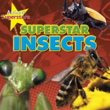 Image for Superstar insects