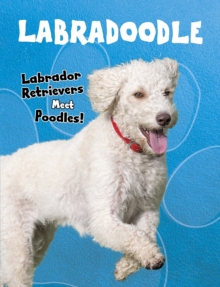 Image for Labradoodle