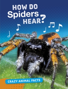 Image for How Do Spiders Hear?