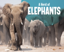 Image for A herd of elephants
