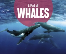 Image for A Pod of Whales