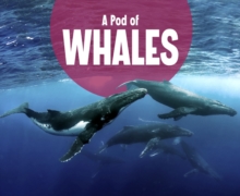 Image for A Pod of Whales