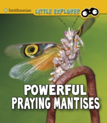 Image for Powerful praying mantises