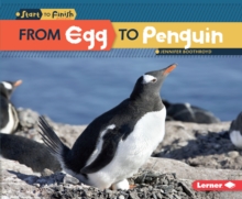 Image for From Egg to Penguin