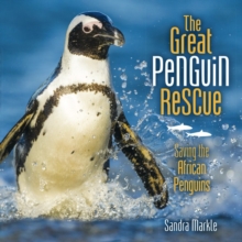 Image for Great Penguin Rescue: Saving the African Penguins