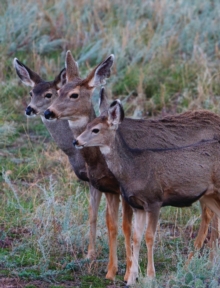 Image for Adult Mule Deer Journal