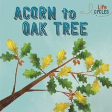Image for Life Cycles: Acorn to Oak Tree
