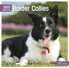 Border Collies 365 Days Square Wall Calendar 2021