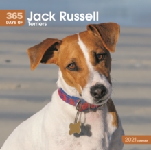 Jack Russell Terriers 365 Days Square Wall Calendar 2021