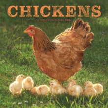 Image for Chickens Square Wall Sunday Start Calend
