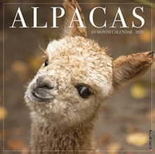 Image for Alpacas 2020 Wall Calendar
