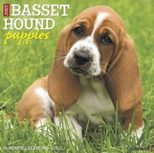 Image for Just Basset Hound Puppies 2020 Wall Calendar (Dog Breed Calendar)