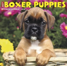 Image for Just Boxer Puppies 2020 Wall Calendar (Dog Breed Calendar)