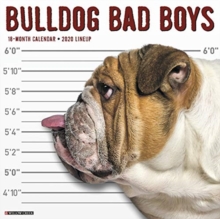 Image for Bulldog Bad Boys 2020 Wall Calendar (Dog Breed Calendar)