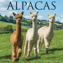 Image for Alpacas 2021 Wall Calendar