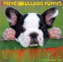 Image for Just French Bulldog Puppies 2021 Wall Calendar (Dog Breed Calendar)