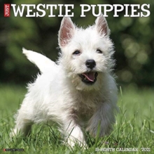 Image for Just Westie Puppies 2021 Wall Calendar (Dog Breed Calendar)