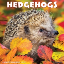 Image for Hedgehogs 2022 Wall Calendar