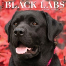 Image for Just Black Labs 2024 12 X 12 Wall Calendar