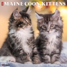 Image for Just Maine Coon Kittens 2024 12 X 12 Wall Calendar