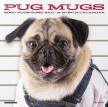 Image for Pug Mugs 2024 7 X 7 Mini Wall Calendar