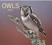 Image for Owls 2011 Calendar
