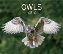 Image for Owls 2012 Calendar