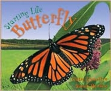 Image for Butterfly