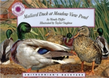 Image for Mallard Duck at Meadow View Pond
