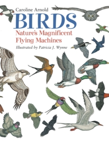 Image for Birds : Nature's Magnificent Flying Machines