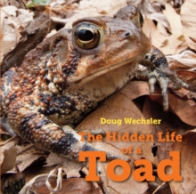 Hidden Life Of A Toad