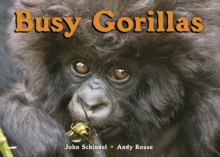Image for Busy Gorillas