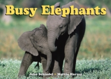 Image for Busy Elephants