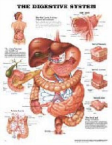 Image for The Digestive System