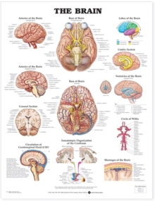 Image for The Brain Anatomical Chart