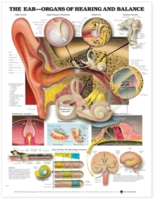 Image for The Ear: Organs of Hearing and Balance Anatomical Chart