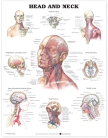 Head and Neck Anatomical Chart