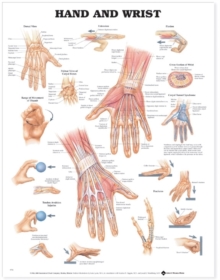 Image for Hand and Wrist