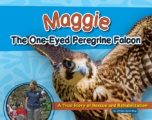 Image for Maggie the One-Eyed Peregrine Falcon: A True Story of Rescue and Rehabilitation