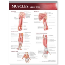 Image for Lippincott Williams & Wilkins Atlas of Anatomy Musculature Chart: Upper Limb